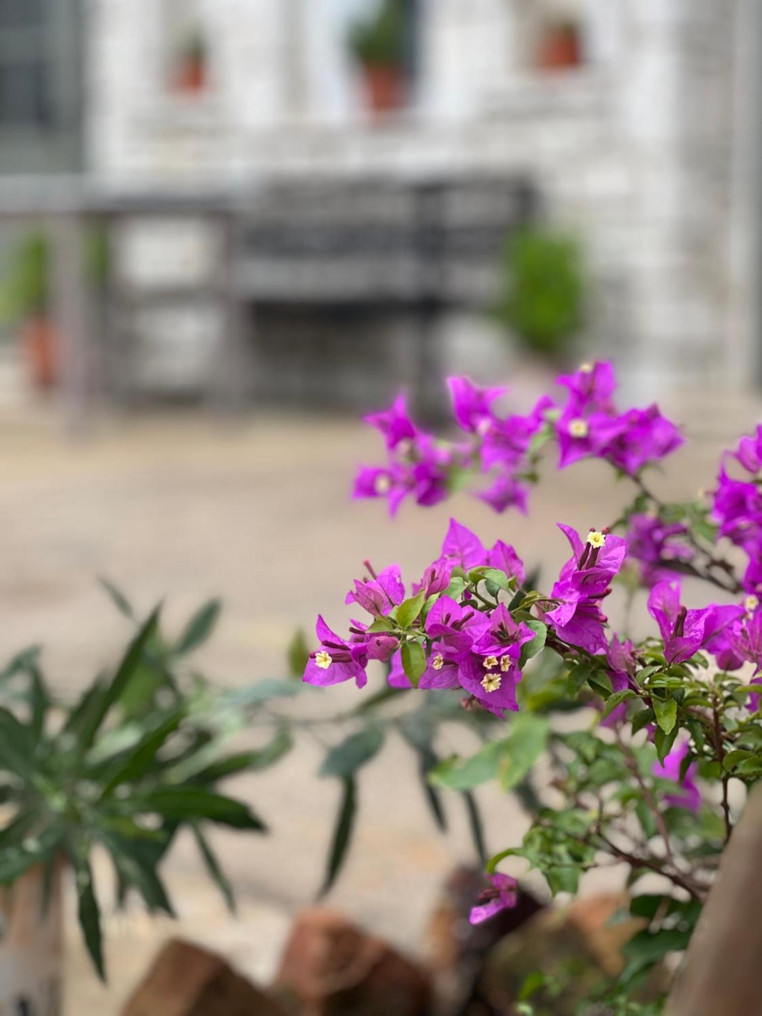 Elea Guesthouse Himare Buitenkant foto